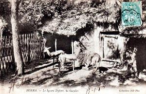 Biskra - Square Dufour - Gazelles - 1904